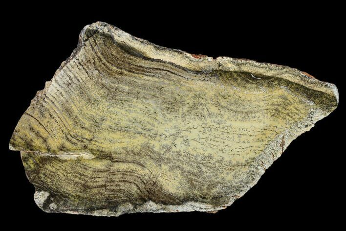 7.4" Strelley Pool Stromatolite Slab - 3.43 Billion Years Old